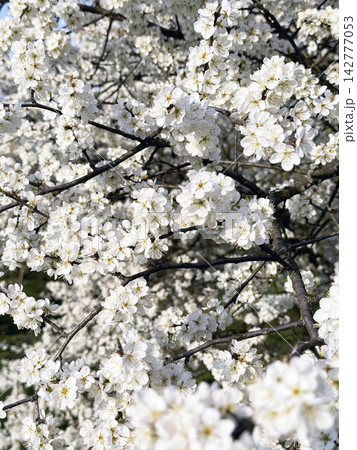 White cherry plum blossoms covering tree branches under bright spring sunlight in full bloom White cherry plum blossoms covering tree branches under bright spring sunlight in full bloom 142777053
