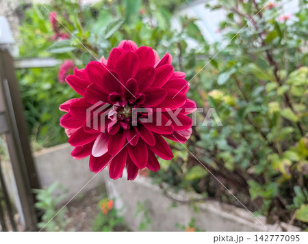 深紅の花びらが幾重にも重なるダリア 142777095