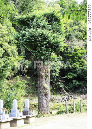 第十一番札所 金剛山 一乗院 藤井寺の境内にそびえ立つ銀杏の巨木（老木） 142777549