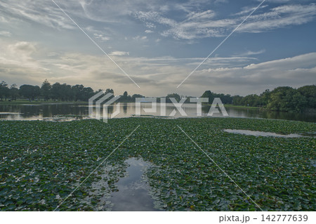 水元公園の小合溜に広がる水生植物と美しい夕空の風景 水元公園の小合溜に広がる水生植物と美しい夕空の風景 142777639