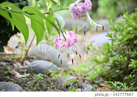 美しい百合の花 美しい百合の花 142777667