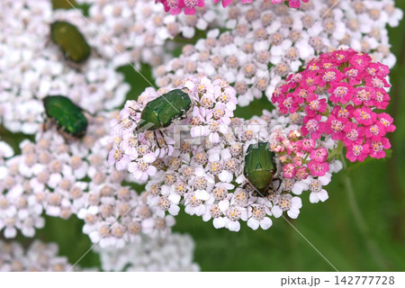 淡ピンクと濃ピンクのアキレアの花の上に緑色のハナムグリが複数訪れている 142777728