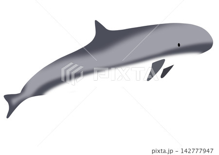dolphin dolphin 142777947