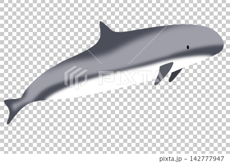 dolphin dolphin 142777947