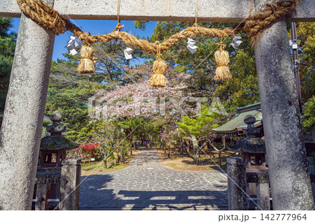 山口 松陰神社 境内の春景色 山口 松陰神社 境内の春景色 142777964