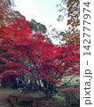 真っ赤な紅葉 142777974