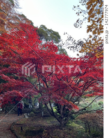 真っ赤な紅葉 真っ赤な紅葉 142777974