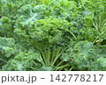 Organic fresh kale growing in garden 142778217