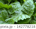 Malabar spinach growing in garden. 142778218