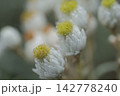 高山植物ヤマハハコの頭花とカサカサとした総苞片のマクロテクスチャ 142778240