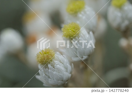 高山植物ヤマハハコの頭花とカサカサとした総苞片のマクロテクスチャ 142778240