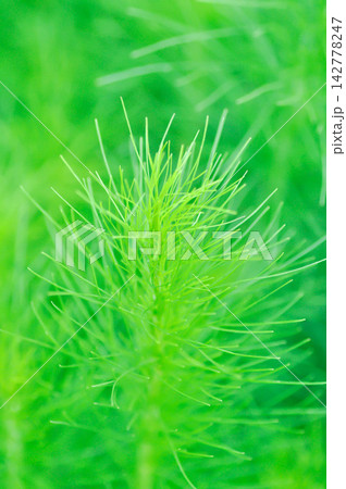 Dog fennel, dogfennel or Eupatorium capillifolium or false dill tree or Asteraceae or anethum 142778247
