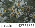 群生して咲く山野草ヤマハハコの可憐な花々とスモーキーな葉のテクスチャ 142778275