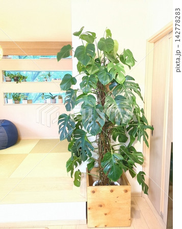 モンステラ 特大 10号鉢 切れ込み葉 観葉植物 シンボルツリー ヘゴ仕立て 室内インテリア 和モダ モンステラ 特大 10号鉢 切れ込み葉 観葉植物 シンボルツリー ヘゴ仕立て 室内インテリア 和モダ 142778283