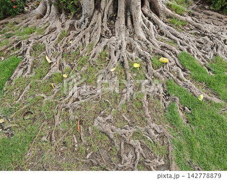 Massive tree roots sprawling through green grass with scattered yellow leaves and textured bark under natural daylight 142778879