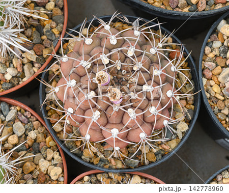 Gymnocalycium ferrarii cactus with divergent curved spikes. Gymnocalycium ferrarii cactus with divergent curved spikes. 142778960