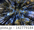 森の中で見上げる 142779184