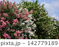 カラフルな百日紅の大木 142779189