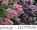 満開になったサルスベリの花 142779190