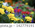 黄色いマリーゴールドと色とりどりの花畑 142779191