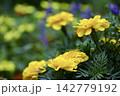 黄色いマリーゴールドの花畑 142779192
