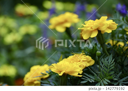 黄色いマリーゴールドの花畑 黄色いマリーゴールドの花畑 142779192