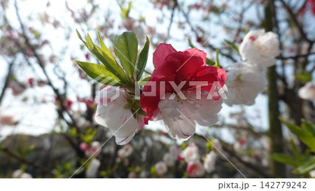 春の庭園に咲き誇る源平咲きの桃の花 春の庭園に咲き誇る源平咲きの桃の花 142779242
