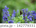 ブルーサルビアにとまるトンボ 142779331