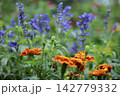 鮮やかなオレンジ色のマリーゴールドの花と青いサルビアの花 142779332