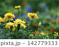 黄色いマリーゴールドの咲くカラフルな花畑 142779333