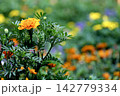 黄色やオレンジ色のマリーゴールドの花が咲いています 142779334
