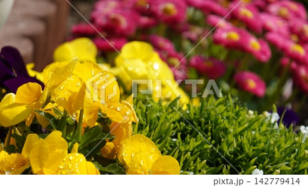 鮮やかな色の花々 鮮やかな色の花々 142779414
