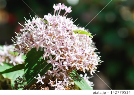 Chinese Glory Bower, Clerodendrum bungei Steud or Glory Bower or Lamiaceae or Rose clerodendrum or verbenaceae or pink flower Chinese Glory Bower, Clerodendrum bungei Steud or Glory Bower or Lamiaceae or Rose clerodendrum or verbenaceae or pink flower 142779534