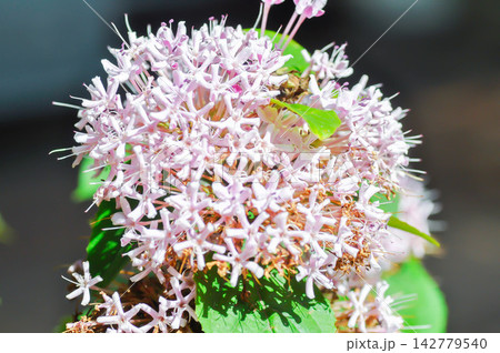 Chinese Glory Bower, Clerodendrum bungei Steud or Glory Bower or Lamiaceae or Rose clerodendrum or verbenaceae or pink flower Chinese Glory Bower, Clerodendrum bungei Steud or Glory Bower or Lamiaceae or Rose clerodendrum or verbenaceae or pink flower 142779540