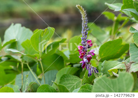 クズの花 クズの花 142779629