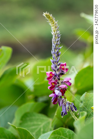 クズの花 クズの花 142779630
