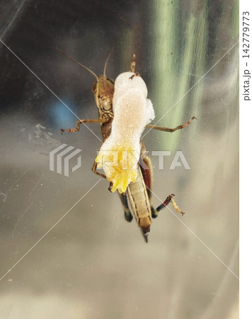 バッタと泡状の卵塊と昆虫の生態 バッタと泡状の卵塊と昆虫の生態 142779773