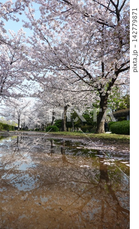 雨上がりの水たまりに映る満開の桜並木のリフレクション 雨上がりの水たまりに映る満開の桜並木のリフレクション 142779871
