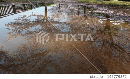 雨上がりの水たまりに映る満開の桜並木のリフレクション 雨上がりの水たまりに映る満開の桜並木のリフレクション 142779872