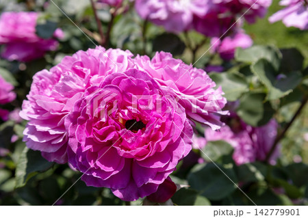 満開に咲き誇るバラ「フィネス」(Finesse)の花 満開に咲き誇るバラ「フィネス」(Finesse)の花 142779901