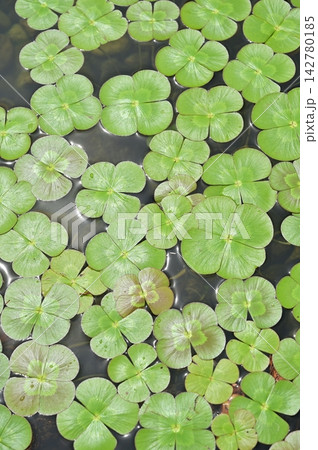 ウォータークローバー（デンジソウ科）の水草 142780185