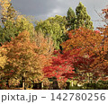 色鮮やかな秋の紅葉と木々の風景　赤・黄・オレンジに染まる秋の自然と曇り空 142780256