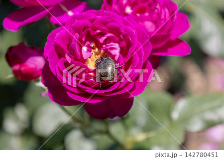 紫色のバラ「パープルハート」の花に潜り込むハナムグリ 紫色のバラ「パープルハート」の花に潜り込むハナムグリ 142780451
