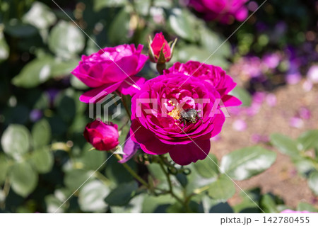 紫色のバラ「パープルハート」の花に潜り込むハナムグリ 紫色のバラ「パープルハート」の花に潜り込むハナムグリ 142780455