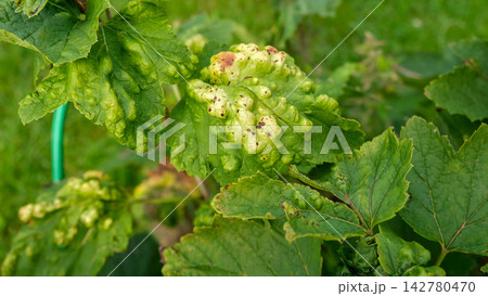 Macro green currant leaves severely damaged by gall aphid pest. Infested Ribes bush plant with blister galls in summer garden. Plant pathology, crop protection and agriculture concept. Real 4K video Macro green currant leaves severely damaged by gall aphid pest. Infested Ribes bush plant with blister galls in summer garden. Plant pathology, crop protection and agriculture concept. Real 4K video 142780470