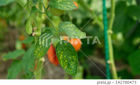 Macro of tomato leaf infected with late blight fungal disease in greenhouse. Phytophthora infestans spots on plant foliage in local hothouse. Crop protection, agronomy and agriculture concept. Real 4K Macro of tomato leaf infected with late blight fungal disease in greenhouse. Phytophthora infestans spots on plant foliage in local hothouse. Crop protection, agronomy and agriculture concept. Real 4K 142780473