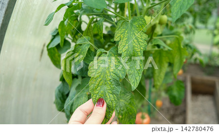 Macro of tomato leaf infected with late blight fungal disease in greenhouse. Phytophthora infestans spots on plant foliage in local hothouse. Crop protection, agronomy and agriculture concept. Real 4K Macro of tomato leaf infected with late blight fungal disease in greenhouse. Phytophthora infestans spots on plant foliage in local hothouse. Crop protection, agronomy and agriculture concept. Real 4K 142780476