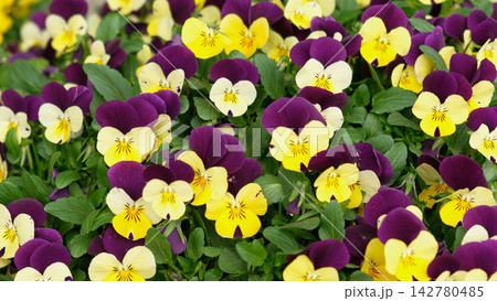 Pansy flowers growing in pots at commercial plant nursery. Colorful viola tricolor seedlings. Bright natural pattern. Garden Center Retail and Floriculture. potted plug plants. Vibrant Floral Backdrop Pansy flowers growing in pots at commercial plant nursery. Colorful viola tricolor seedlings. Bright natural pattern. Garden Center Retail and Floriculture. potted plug plants. Vibrant Floral Backdrop 142780485
