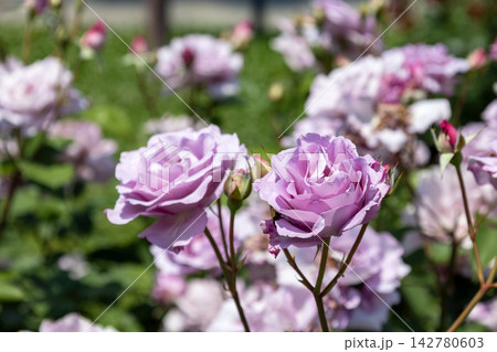 満開に咲き誇る藤色のバラ「夜来香(イエライシャン)」の花 満開に咲き誇る藤色のバラ「夜来香(イエライシャン)」の花 142780603