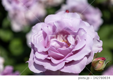 満開に咲き誇る藤色のバラ「夜来香(イエライシャン)」の花 満開に咲き誇る藤色のバラ「夜来香(イエライシャン)」の花 142780634
